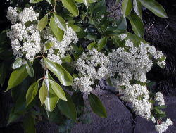 ���������܂�̉�