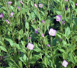 �I�I�C�k�m�t�O��