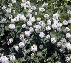 �V���c���O�T