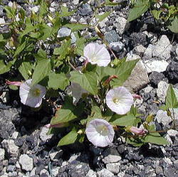 �R�q���K�I