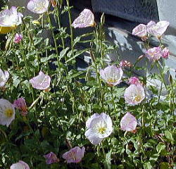 ���炫�}�c���C�O�T