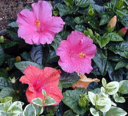 �n�C�r�X�J�X