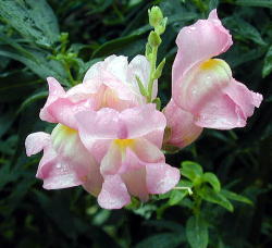 �s���N�̋�����