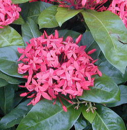 �T���^���J