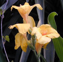 ���F�̃J���i