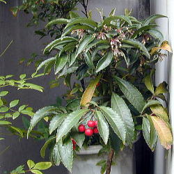 �Ԃ����Ɖ�