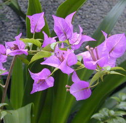 �u�[�Q���r���A