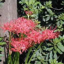 �q�K���o�i