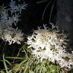 �V���o�i�q�K���o�i