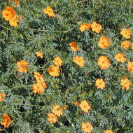 �L�o�i�R�X���X