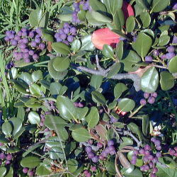 �V�������o�C