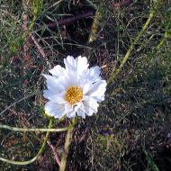 �R�X���X�P