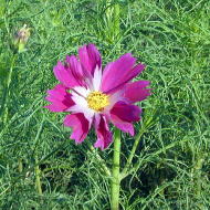 �R�X���X�Q