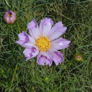 �R�X���X�R