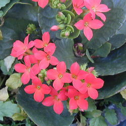 �J�����R�G