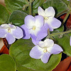 �Z���g�|�[���A