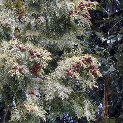 �q�m�L�̎�