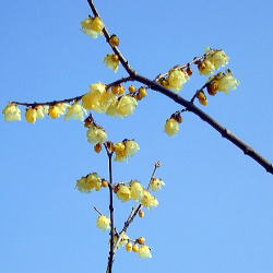 ���E�o�C�Q