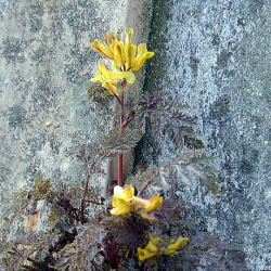 ������̉ԁH