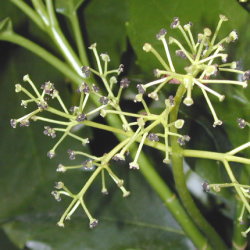 AIL̉ԃAbv