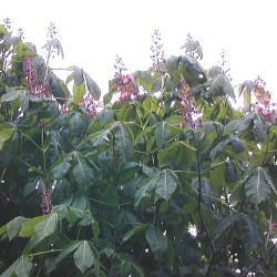 AJoiAJg`mL