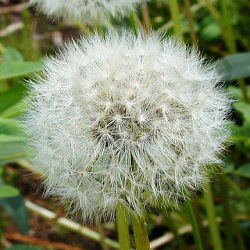 Ȗ
