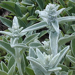 �����Y�C���[�Y