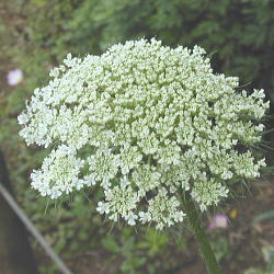 �m���j���W��