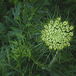 �m���j���W���̗t