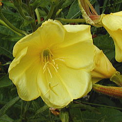 �I�I�}�c���C�O�T