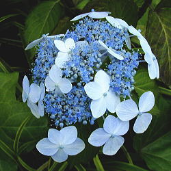 �K�N�A�W�T�C