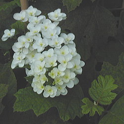 �J�V���o�A�W�T�C