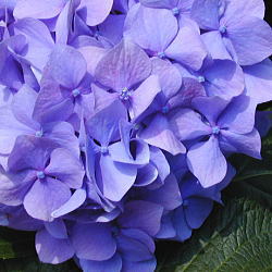 �u���[�̃A�W�T�C