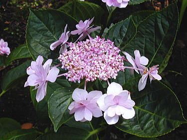 �ς��A�W�T�C�P