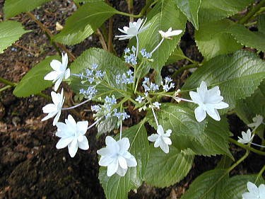 �ς��A�W�T�C�Q