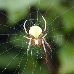 NH