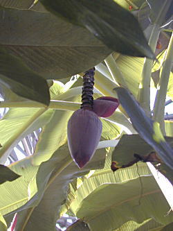 oiỉ