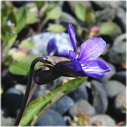 �q���X�~���P