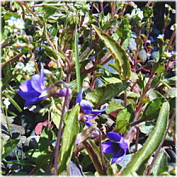 �q���X�~���Q