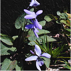 �R�X�~���P