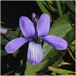 �R�X�~���Q