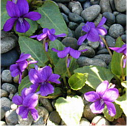 �m�W�X�~���P