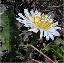 �V���o�i�^���|�|