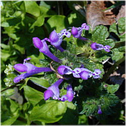 �z�g�P�m�U