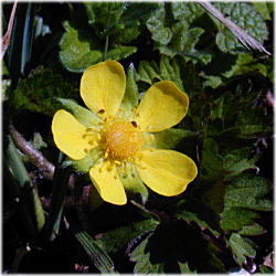 ���u�w�r�C�`�S