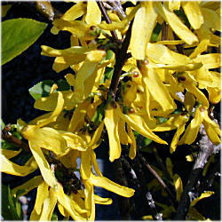 �V�i�����M���E