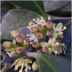 モチノキの雄花