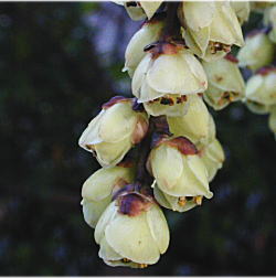 キブシの雌花