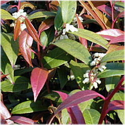 �A�Z�r�̖�