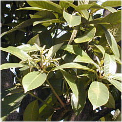 �X�_�W�C�H